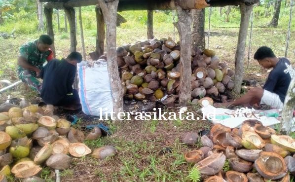 Panen Kelapa Bersama Warga, Babinsa Koramil 1514-03/Wayabula Ajak Manfaatkan Komoditas Unggulan 
